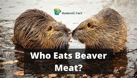 Wotch flavor beaver pa